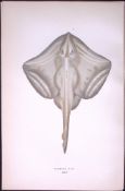 Painted Ray Fish Scarce Antique 1877 J. Couch Woodblock Engraving-104