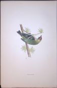 Firecrest Rev Morris Antique History of British Birds 130 Years-Old Engraving-38
