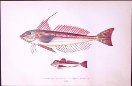 Lanthorn & Little Gunnard Fish Scarce Antique 1877 J. Couch Woodblock Engraving-211