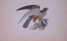 Hobby Rev Morris Antique History of British Birds 130 Years-Old Engraving-22