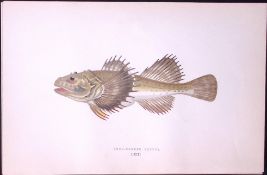 Four-Horned Cottus Fish Scarce Antique 1877 J. Couch Woodblock Engraving-208