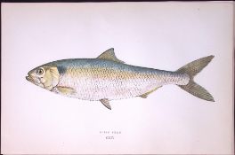 Allis Shad Fish Scarce Antique 1877 J. Couch Woodblock Engraving-118