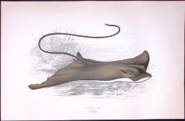 Eagle Ray Fish Scarce Antique 1877 Johnathan Couch Woodblock Engraving-112