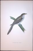 Yellow Billed Cuckoo Rev Morris Antique History of British Birds 130 Years-Old Engraving-49