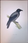 Hooded Crow Rev Morris Antique History of British Birds 130 Years-Old Engraving-37