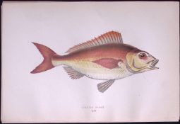 Spanish Bream Scarce Antique 1877 J. Couch Woodblock Engraving-53