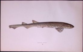 Rough Hound Shark Scarce Antique 1877 J. Couch Woodblock Engraving-9