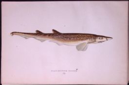 Black-Mouthed Dogfish Scarce Antique 1877 J. Couch Woodblock Engraving-3