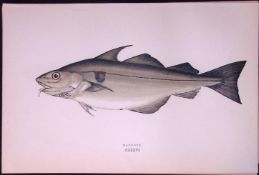 Haddock Fish Scarce Antique 1877 Johnathan Couch Woodblock Engraving-22