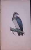 Osprey Rev Morris Antique History of British Birds 130 Years-Old Engraving-16