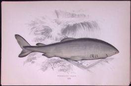 Greenland Shark Scarce Antique 1877 J. Couch Woodblock Engraving-4