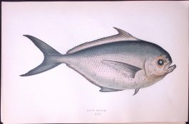 Ray’s Bream Fish Scarce Antique 1877 J. Couch Woodblock Engraving-216