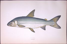 Guinand Fish Scarce Antique 1877 Johnathan Couch Woodblock Engraving-114