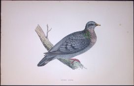 Stock Dove Rev Morris Antique History of British Birds 130 Years-Old Engraving-40