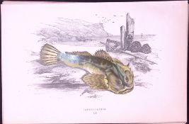 Father-Lasher Fish Scarce Antique 1877 J. Couch Woodblock Engraving-203