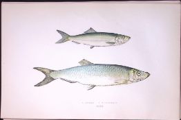 Sprat & Whitebait Fish Scarce Antique 1877 J. Couch Woodblock Engraving-120
