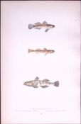 Broad Finned, Tail Spotted Goby Fish Antique 1877 J. Couch Woodblock Engraving-234