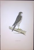 Sparrow Hawk Rev Morris Antique History of British Birds 130 Years-Old Engraving-28