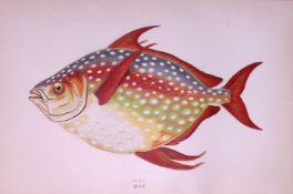 Opah Fish Scarce Antique 1877 Johnathan Couch Woodblock Engraving-21