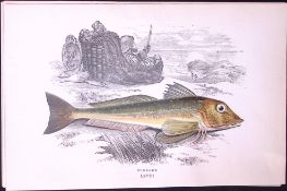 Gunnard Fish Scarce Antique 1877 J. Couch Woodblock Engraving-207