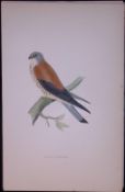 Lesser Kestrel Rev Morris Antique History of British Birds 130 Years-Old Engraving-26