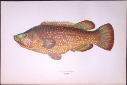 Ballan Wrass Fish Scarce Antique 1877 J. Couch Woodblock Engraving-94