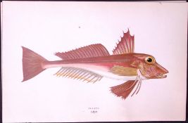 Elleck Fish Scarce Antique 1877 J. Couch Woodblock Engraving-206
