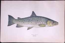 Lake Trout Fish Scarce Antique 1877 Johnathan Couch Woodblock Engraving-39