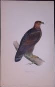 Golden Eagle Rev Morris Antique History of British Birds 130 Years-Old Engraving-14