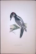 Hairy Woodpecker Rev Morris Antique History of British Birds 130 Years-Old Engraving-47