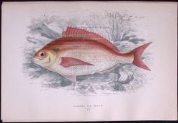 Common Sea Bream Scarce Antique 1877 J. Couch Woodblock Engraving-55