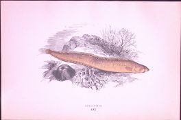 Butter Fish Antique 1877 J. Couch Woodblock Scarce Engraving-244