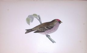Mealy Redpoll Rev Morris Antique History of British Birds 130 Years-Old Engraving-60