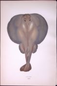 Torpedo Ray Fish Scarce Antique 1877 Johnathan Couch Woodblock Engraving-110
