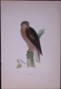Goshawk Rev Morris Antique History of British Birds 130 Years-Old Engraving-27