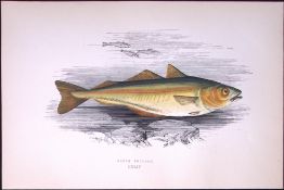 Green Pollack Fish Antique 1877 J. Couch Woodblock Engraving-82.