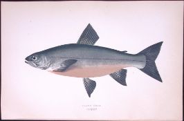 Gray’s Char Fish Scarce Antique 1877 J. Couch Woodblock Engraving-71