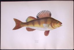 Perch Fish Scarce Antique 1877 Johnathan Couch Woodblock Engraving-43