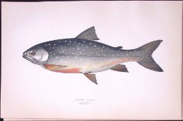 Alpine Char Fish Scarce Antique 1877 Johnathan Couch Woodblock Engraving-73
