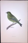Greenfinch Rev Morris Antique History of British Birds 130 Years-Old Engraving-52