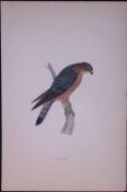 Merlin Rev Morris Antique History of British Birds 130 Years-Old Engraving-24