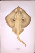 Cuckoo Ray Fish Scarce Antique 1877 Johnathan Couch Woodblock Engraving-107