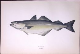 Coalfish Antique 1877 Johnathan Couch Woodblock Engraving-84