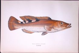 Three Spotted Wrass Fish Scarce Antique 1877 J. Couch Woodblock Engraving-93