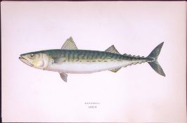 Mackerel Fish Scarce Antique 1877 Johnathan Couch Woodblock Engraving-66