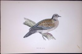 Turtle Dove Rev Morris Antique History of British Birds 130 Years-Old Engraving-41