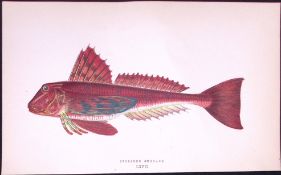 Streaked Gurnard Fish Scarce Antique 1877 J. Couch Woodblock Engraving-64