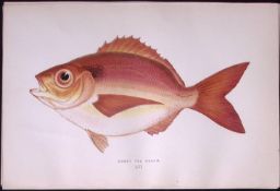 Short Sea Bream Scarce Antique 1877 J. Couch Woodblock Engraving-56