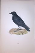 Crow Rev Morris Antique History of British Birds 130 Years-Old Engraving-36