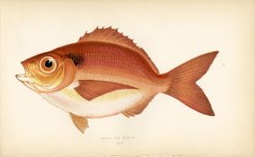 Short Sea Bream Scarce Antique 1877 J. Couch Woodblock Engraving-56